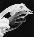 文件名稱:Aculodes hibisci Huang, 1992 Gential coverflap, female.