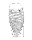 文件名稱:Cisaberoptus celtis Huang, 2001 Dorsum.