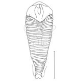 文件名稱:Colopodacus pisoniae Huang, 2001 背面觀