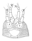 文件名稱:Diptilomiopus elliptus Huang, 2001 Legs and genital region.