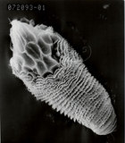 文件名稱:Gammaphytoptus litseaus Huang, 2001