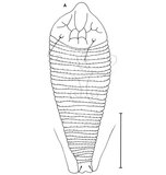 文件名稱:Gammaphytoptus litseaus Huang, 2001 Dorsal view.