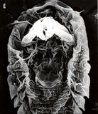 文件名稱:Neopropilus jatrophus Huang, 1992 Featherclaw.