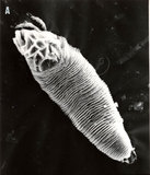 文件名稱:Phyllocoptruta semialatae Huang, 1992