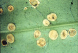 文件名稱:Rectalox glaberi Huang, 2001~Gall cause by Rectalox glaberi on the lower leaf surface of Osmathus