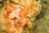 文件名稱:Rectalox glaberi in the gall of Osmathus hereophyllus.