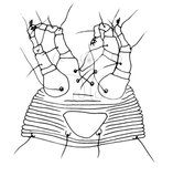 文件名稱:Rectalox glaberi Huang, 2001 Ventral view of legs and genital region.