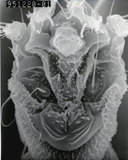 文件名稱:Floracarus biserratae Huang, 2001 足及生殖區
