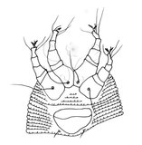 文件名稱:Diptilomiopus leptophyllus Huang, 2001 Ventral view of the legs and genital region.