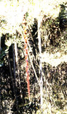 W:Melanaphis bambusae (Fullaway, 1910)