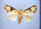 文件名稱:Leucapamea tsueyluana Chang, 1991