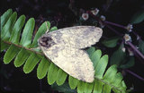W:Pseudofentonia (Mimus) nigrofasciata (Wileman, 1910)Pseudofentonia (Mimus) nigrofasciata (Wileman, 1910)