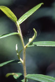 W:Pseudofentonia (Mimus) nigrofasciata (Wileman, 1910)HDӪGʤa