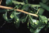 文件名稱:Aceria kuko (Kishida, 1927) 於寄主植物葉背上造癭。