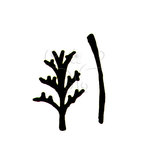 W:Aceria obtusitoliae Huang, 2003 Ф