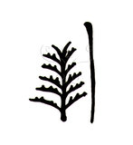 W:Aceria roxburghianae Huang, 2003 Ф