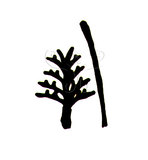 文件名稱:Aceria sylvestrae Huang, 2003 羽爪