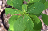 文件名稱:Aceria virosae Huang, 2003 Aceria virosae於其葉面上造癭 (攝影 黃坤煒)
