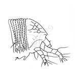 W:Anthopoda zuihoenae Huang et Wang, 2003 e()