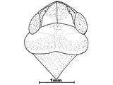 W:Bundera flavocapitata Kato, 1933Vertex, pronotum, and scutellum