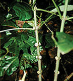 W:Limassolla lanyua Chiang et al., 1989