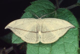 W:Albara reversaria opalescens (Warren, 1897)