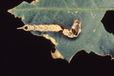 W:Albara reversaria opalescens (Warren, 1897)