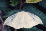 W:Drepana pallida nigromaculata Okano, 1959
