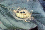 W:Drepana pallida nigromaculata Okano, 1959