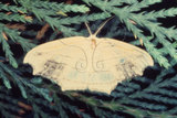 W:Leucobrepsis excisa (Hampson, 1893)