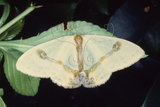 W:Macrocilix mysticata flavotincta Inoue, 1988