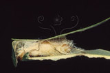W:Macrocilix mysticata flavotincta Inoue, 1988õ