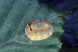 W:Nordstromia semililacina Inoue, 1992֥