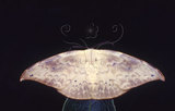 W:Strepsigonia diluta takamukui (Matsumura, 1927)