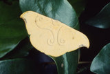 W:Tridrepana arikana arikana (Matsumura, 1921)