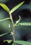 W:Disparia variegata (Wileman, 1910)