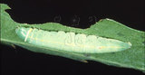 W:Vaneeckeia pallidifascia centrobrunnea (Matsumura, 1927)