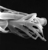 W:Abacarus emarginatus Huang, 2001 Ф