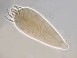 W:Acaphyllisa cryptomeria Huang, 2001 I
