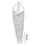 W:Aculochetus bambusus Huang, 2001 I