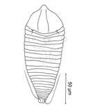 W:Aculops fraxinus Huang, 2001 I