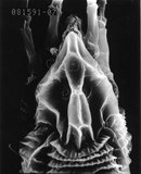 W:Aculops monoices Huang, 2001 w֪O (v [m)