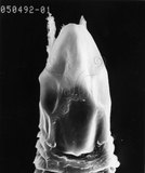 W:Asetaecus oldhamus Huang, 2001 w֪O (v [m)