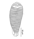 W:Diptilomiopus commuiae Huang, 2001 I