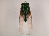 W:Cryptotympana atrata (Fabricius, 1775)