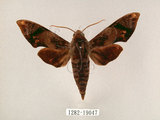 W:Gehlenia obliquifascia (Hampson, 1910)