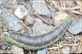 W:Langia zenzeroides formosana Clark, 1936