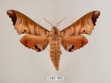 W:Marumba saishiuana formosana Matsumura, 1927