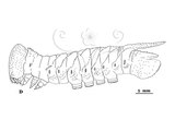 W:Marumba sperchius (Menetries, 1857)