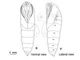 W:Marumba sperchius (Menetries, 1857)